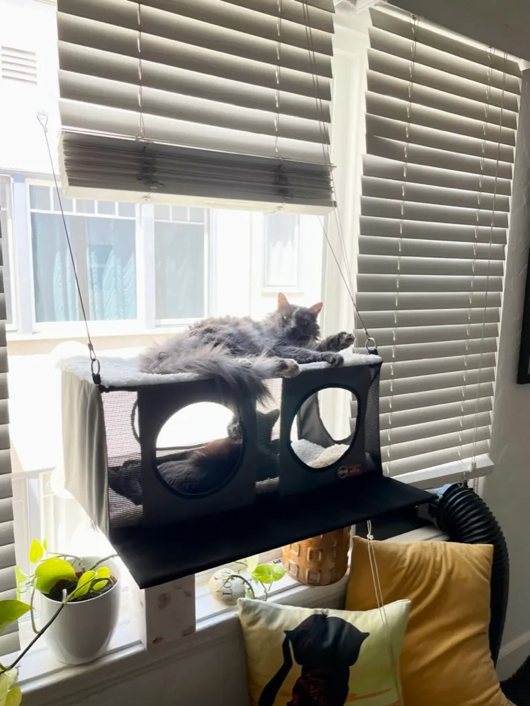 Meredith Grey and Firulais, two rescued cats