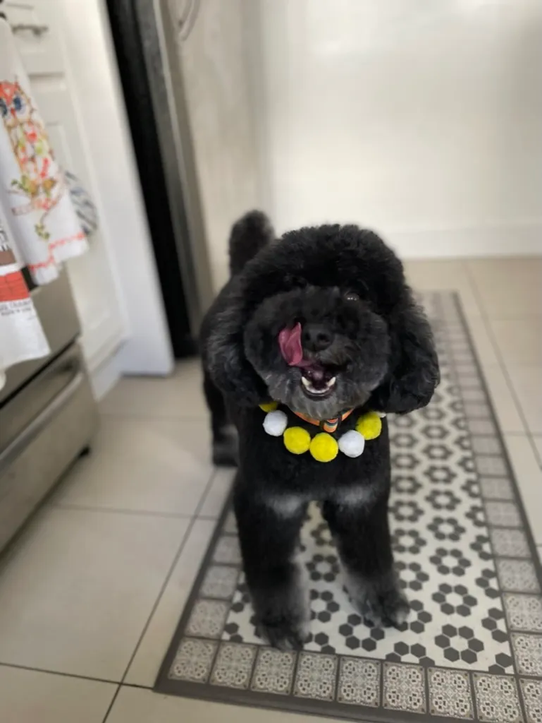 Otis, a miniature poodle